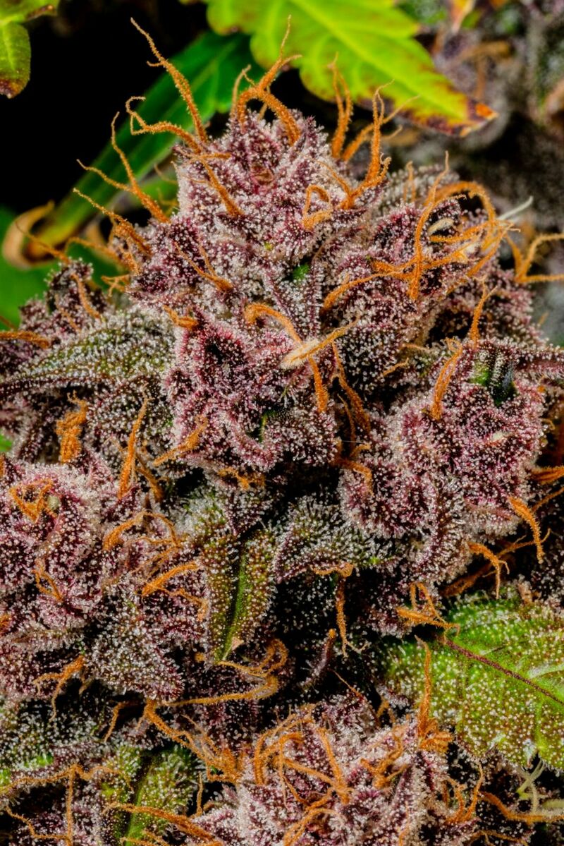 Lemon Cherry Cookies Auto, Фасовка: 5, изображение 7